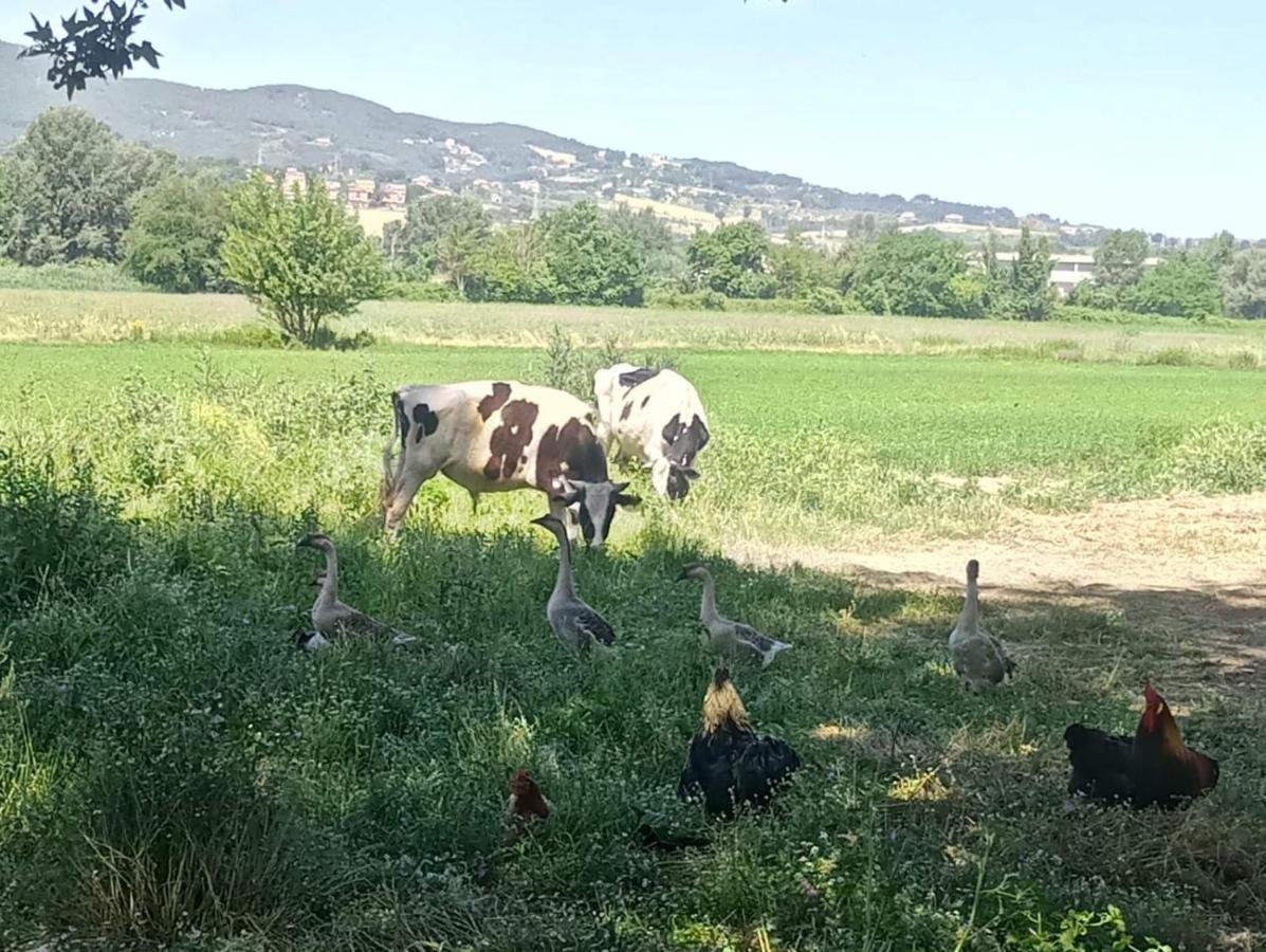 Agriturismo Tenuta Filippi Narni Exteriör bild
