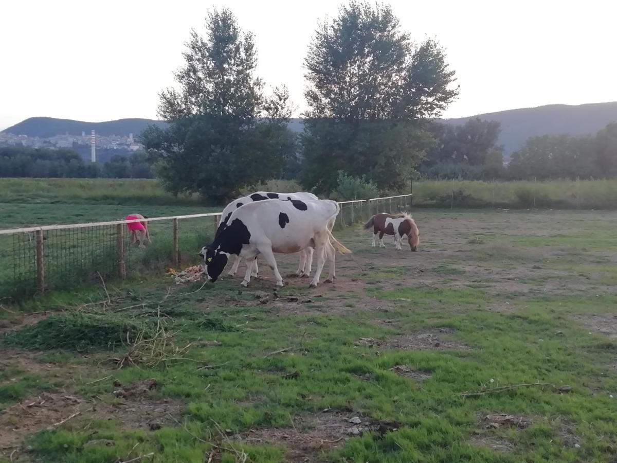 Agriturismo Tenuta Filippi Narni Exteriör bild